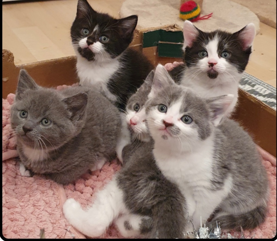 An image of Pammy, Paddy, Percy, Penny and Pixie.